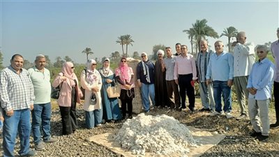 حصاد القطن بالفيوم
